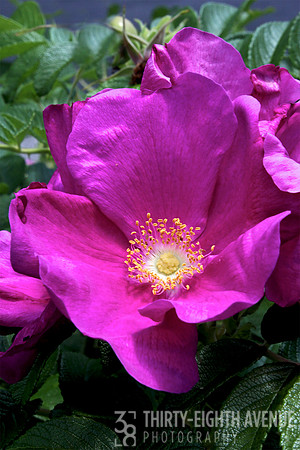Beach Rose