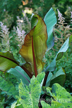 Garden Foliage