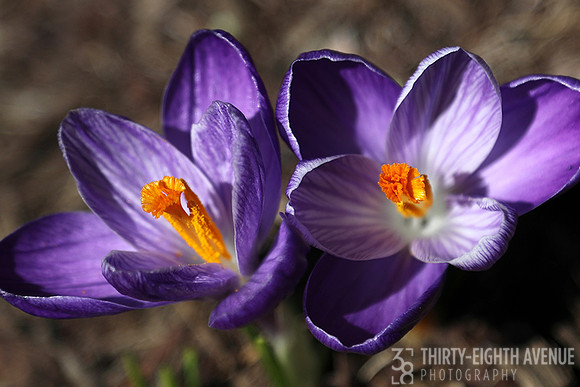 Crocus Sisters