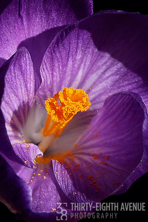 Purple Crocus