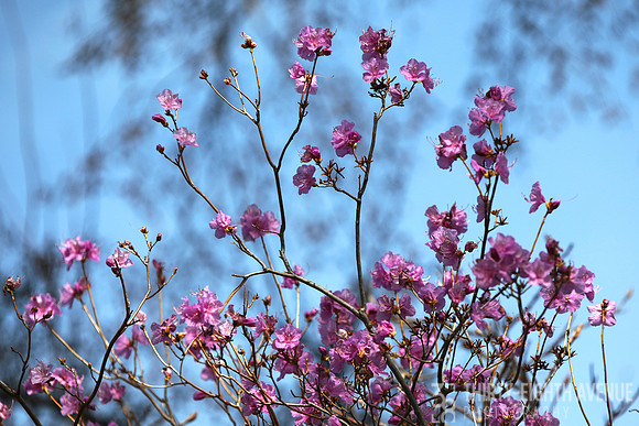Spring Pinks