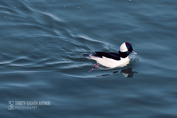 Paddling Bufflehead Kerfuffle
