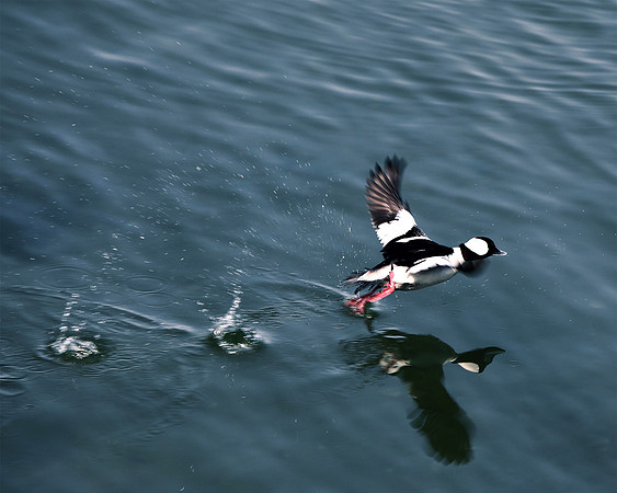 In Flight - Bufflehead Kerfuffle