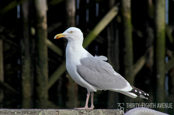 Harbor Gull