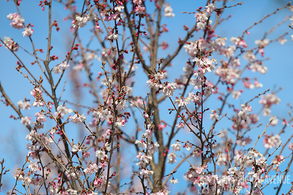 Summer Reach Blooms & Buds