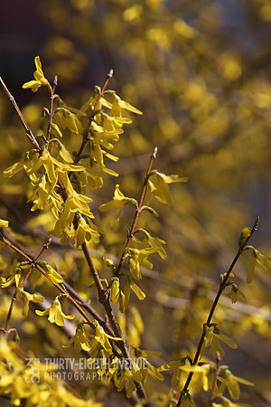 Wild Yellow