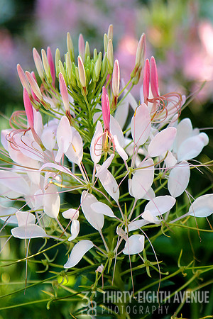 White Pink Spider