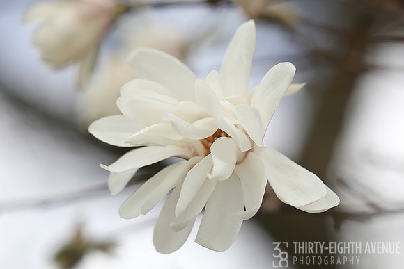White Magnolia
