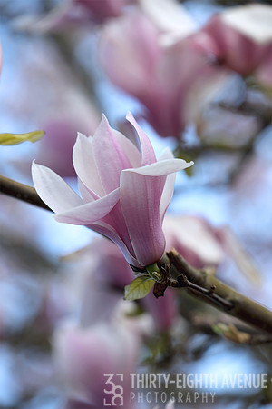 Duxbury Magnolia