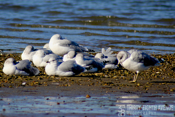 Gulls On Sandbar