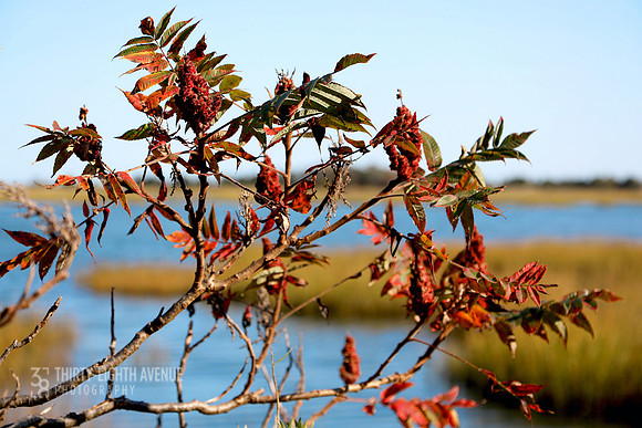 Ellisville Harbor Sumac