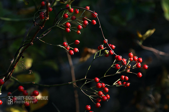 Red Berries
