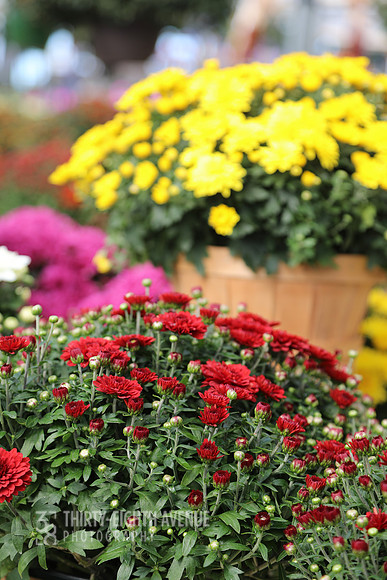Red Market Mums