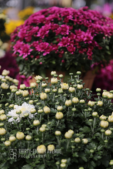 White & Rose Mums