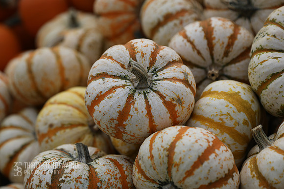 White & Orange Striped Minis