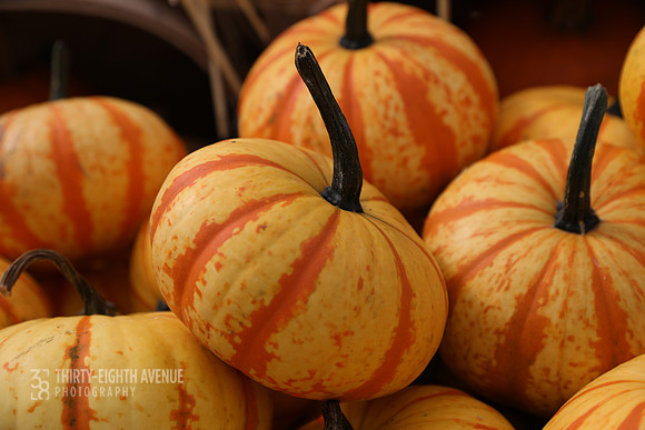 Striped Mini Pumpkins