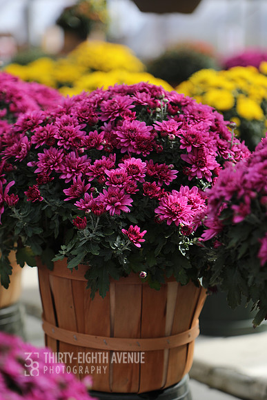 Basket of Rose Mums