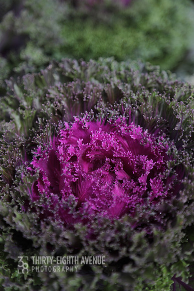 Vivid Winter Kale