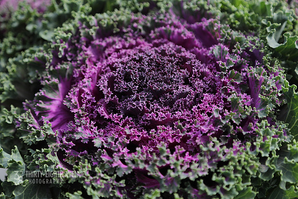 Purple Winter Kale