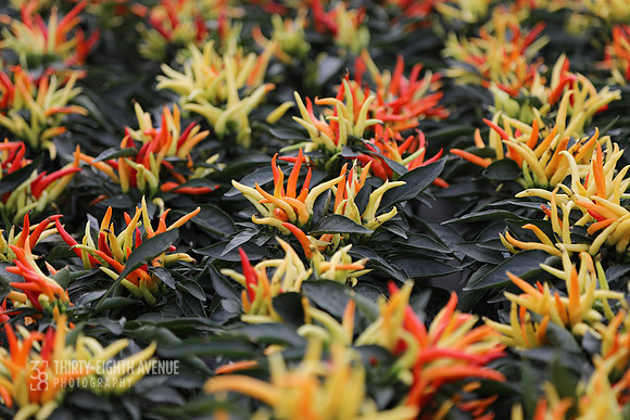 Field of Hot Peppers