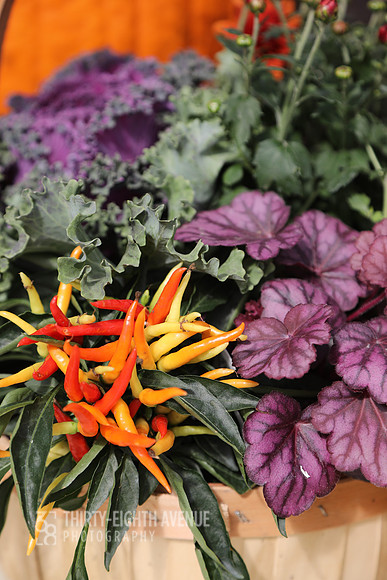 Fall Red Hot Pepper Mix