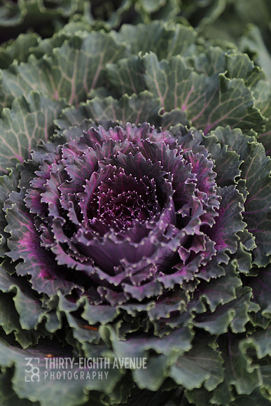 Autumn Kale