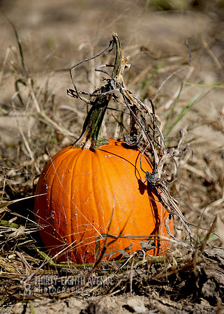 Field Pumpkin