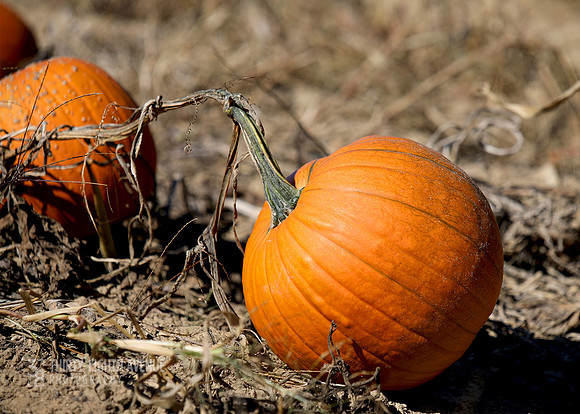 Pumpkin On The Vine