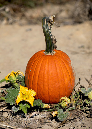 Pumpkin, Vine & Flowers
