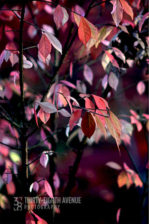 Autumn Pinks