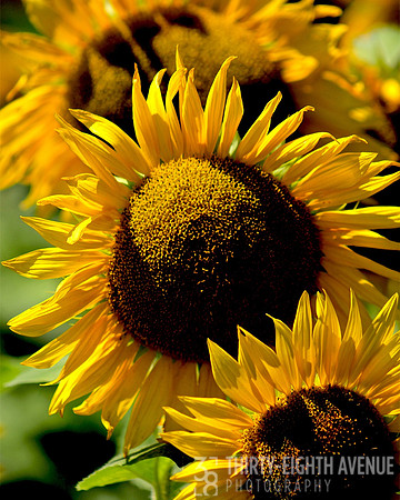 Sunshine In The Middle