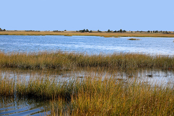 Marsh Fall Afternoon