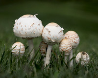 A Mushroom Family