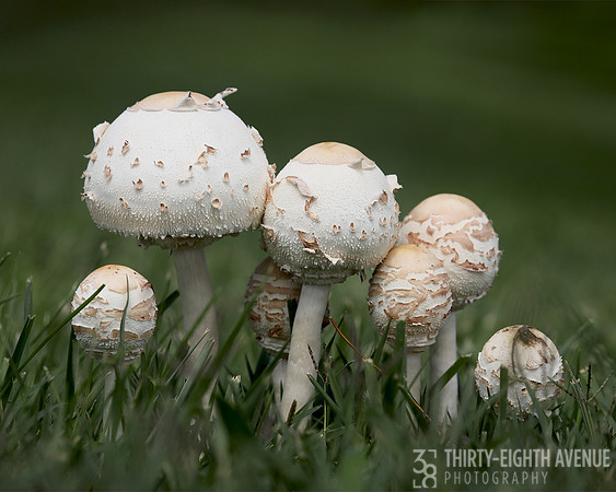 A Mushroom Family