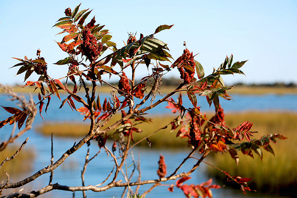 Ellisville Harbor Sumac