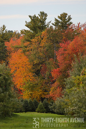 In The Fall Orchard