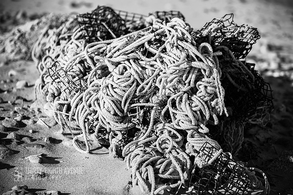 Tangled Up Ashore
