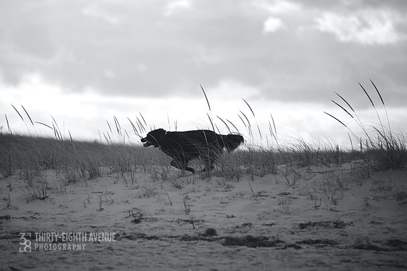 Running Dune Dog B&W