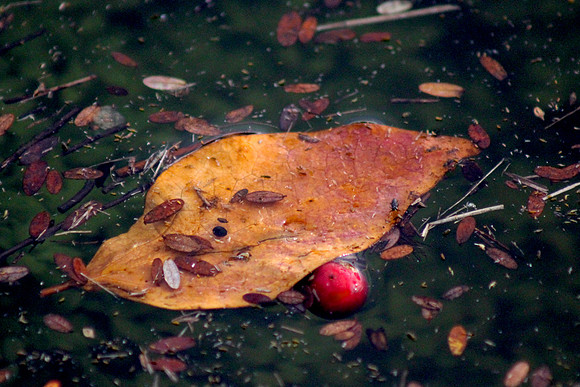 Cranberry Leaf Float