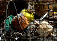 Tangled Up-Hoopers Island