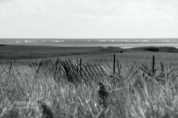 Dune Vista B&W