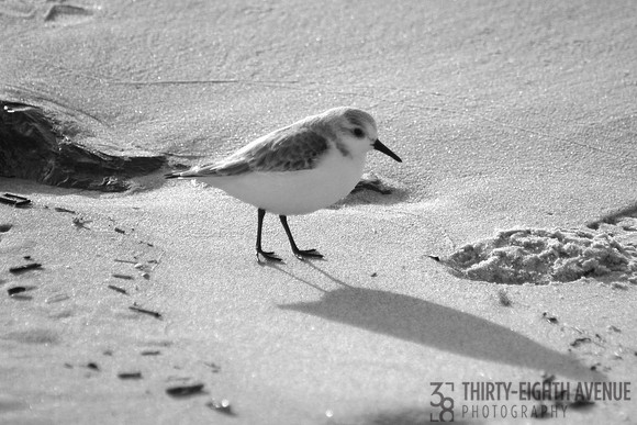 Sand Piper