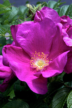 Hot Pink Beach Rose