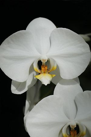 White Orchids