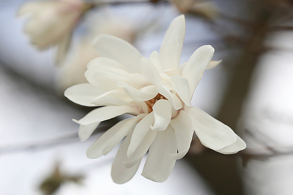 White Magnolia