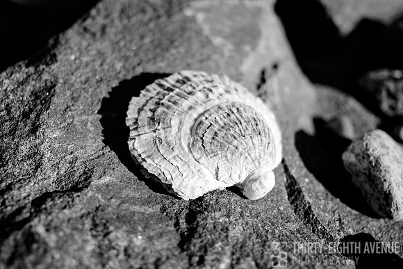 Scallop On Rocks B&W