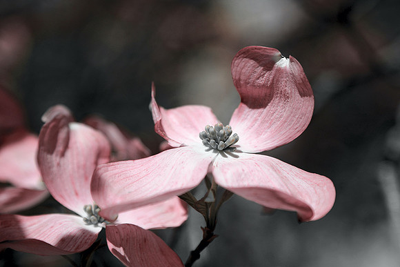 Pink Dogwood Petals