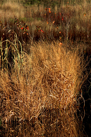 Sunset Bog Grass